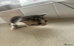 British Shorthair cats for sale: Boy kitten and female cat available  - Image 4