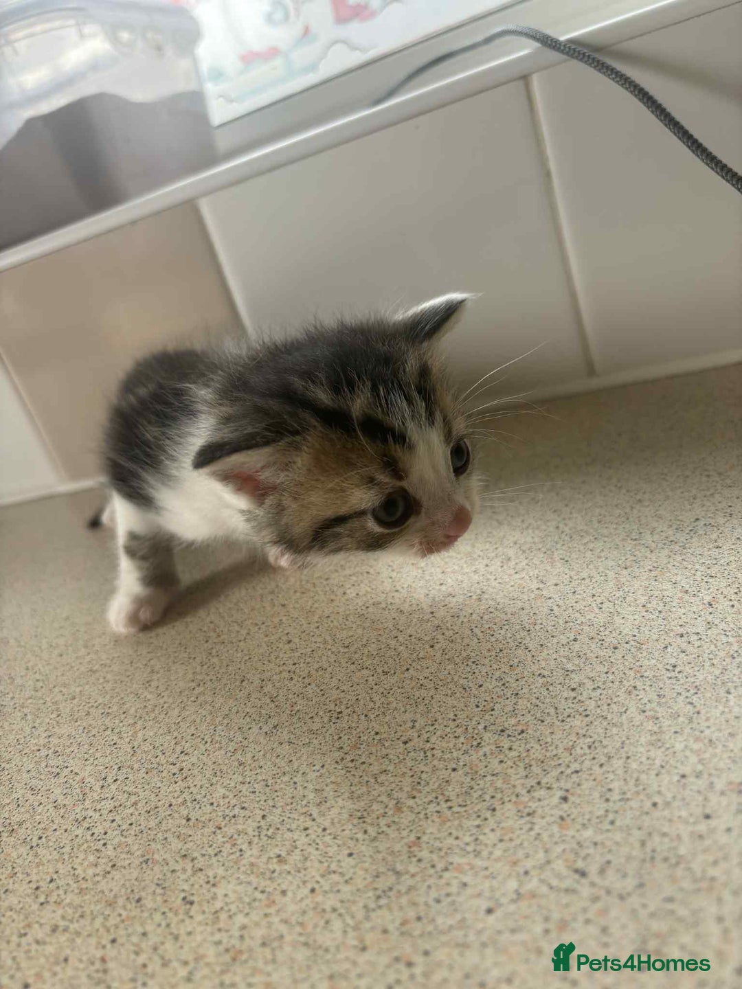 British Shorthair cats for sale: Boy kitten and female cat available  - Image 4