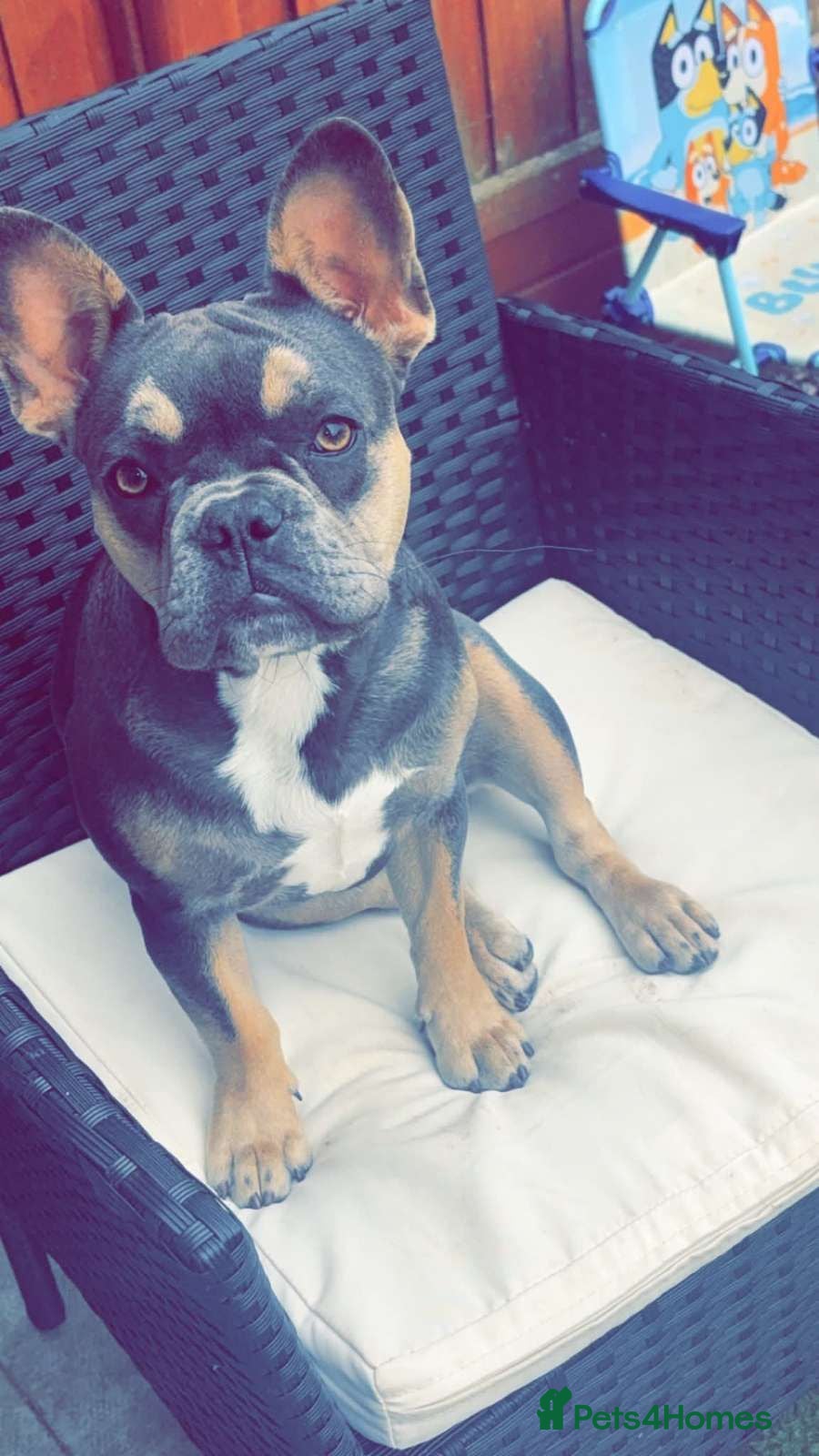 French Bulldog dogs 7 month old lilac/tan/blue/tan - Advert 1