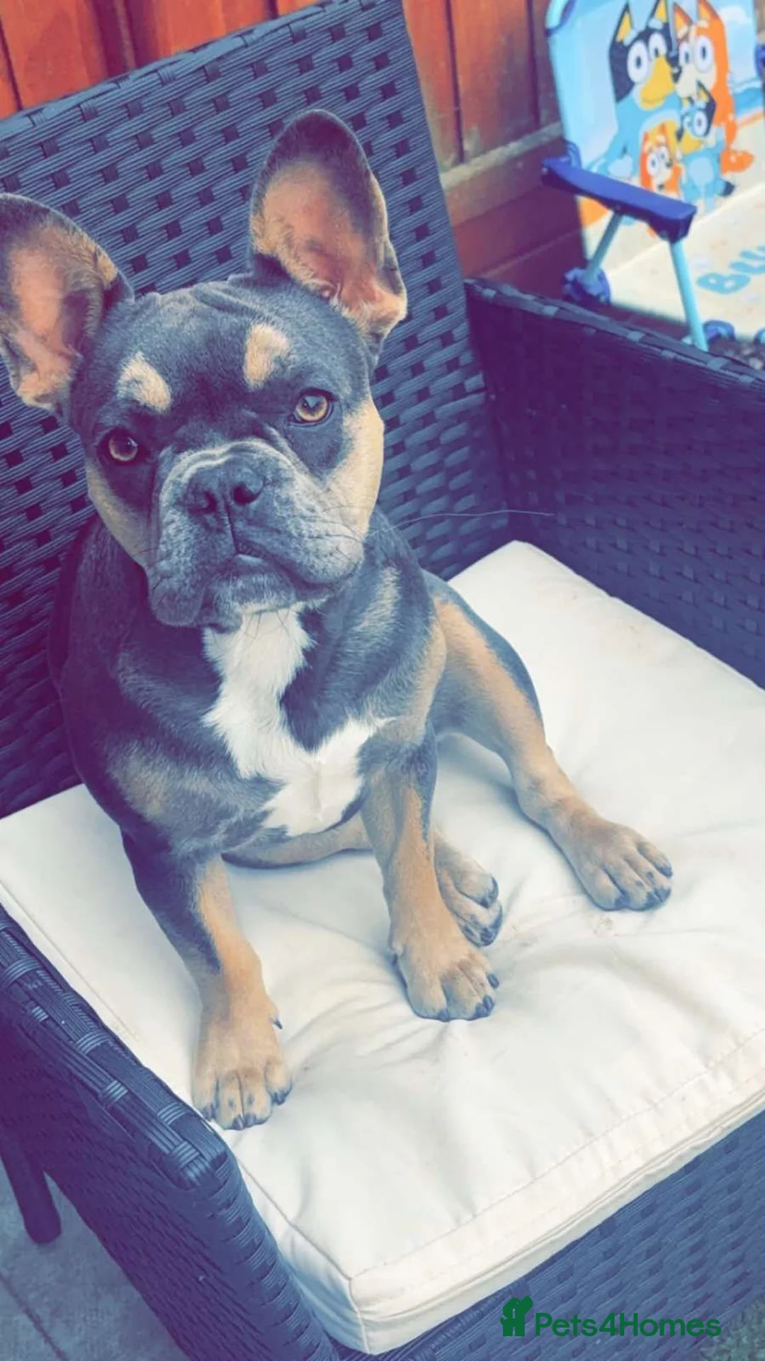 French Bulldog dogs for sale: 7 month old lilac/tan/blue/tan in Lincoln - Advert 1
