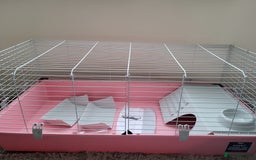 Guinea Pig rodents for sale: Baby girls guinea pigs  - Image 19
