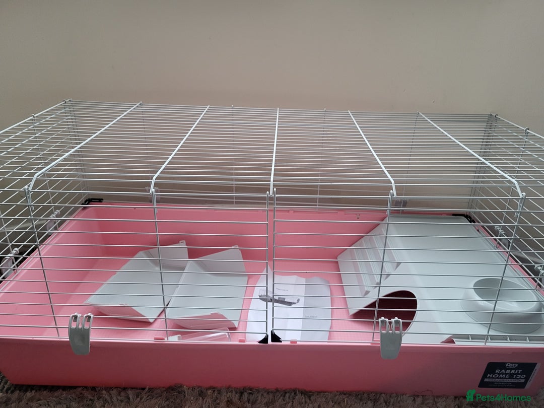 Guinea Pig rodents for sale: Baby girls guinea pigs  - Image 19