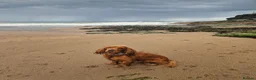 Cocker Spaniel dogs for adoption: Rehome Gus - Advert 2
