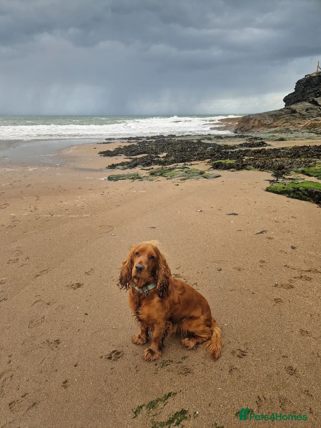 Cocker Spaniel dogs for adoption: Rehome Gus - Advert 2