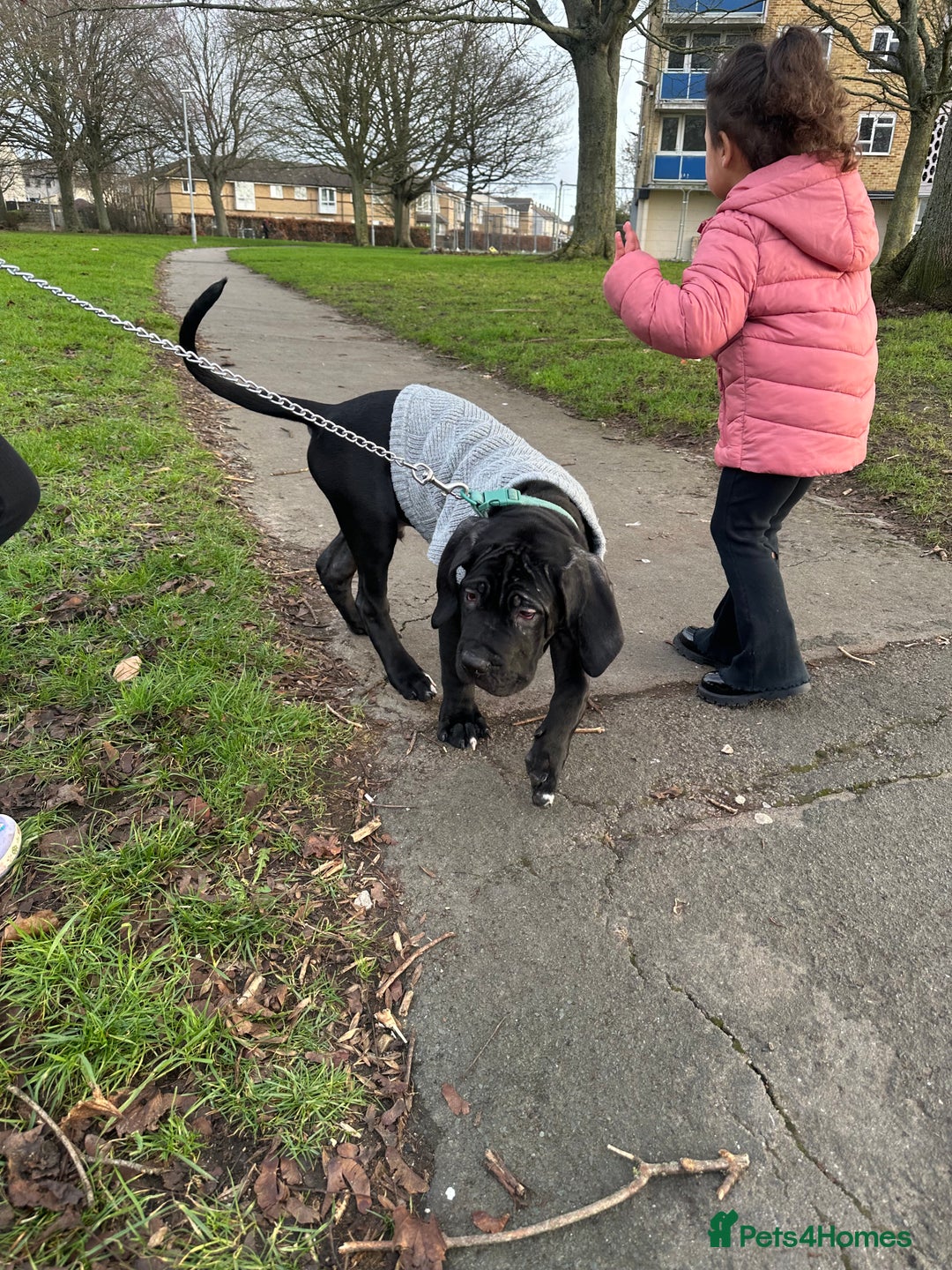 Mixed Breed dogs for sale: Cane corso/great Dane🐾 13weeks old - Advert 17