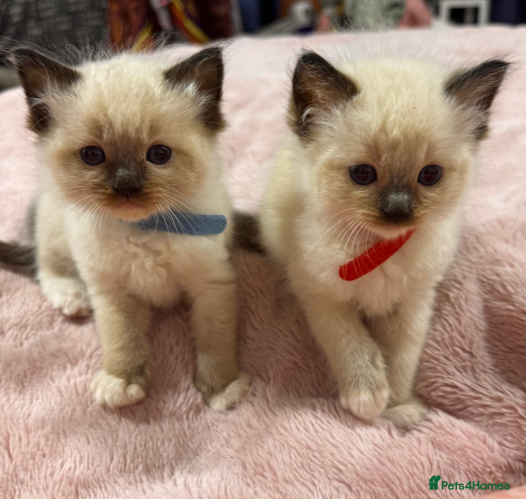 Ragdoll cats for sale: Purebred Ragdoll Kittens (TICA REG PARENTS) - Image 11