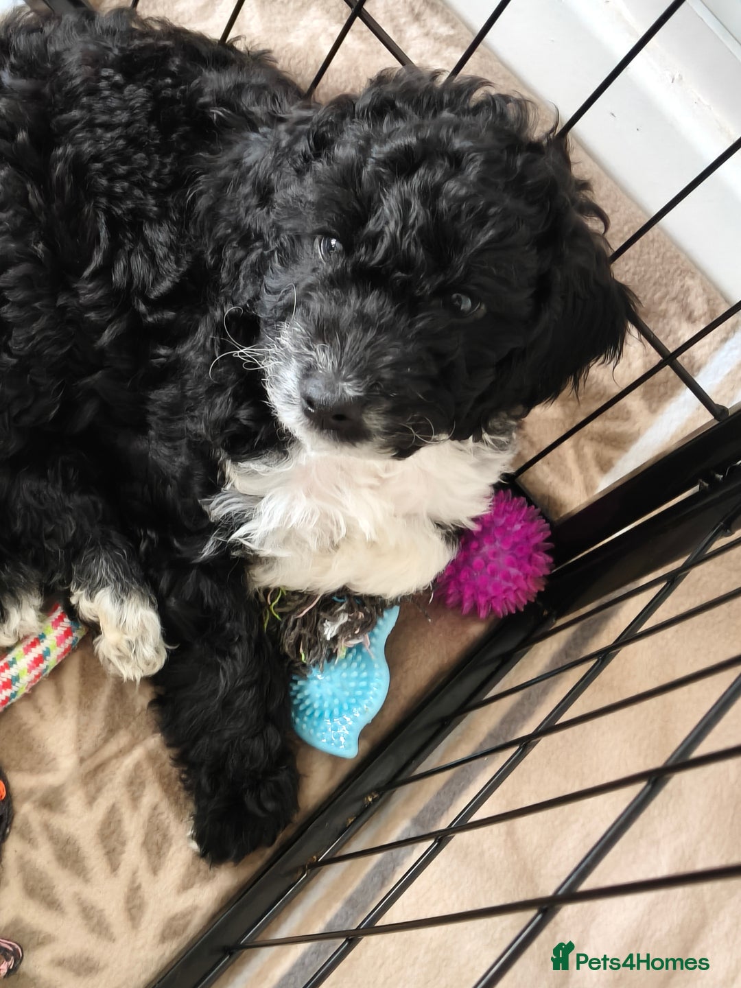 Cockapoo dogs for sale: F1b Cockapoo Puppies Last 3 Available – Ready Now. - Advert 26