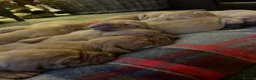 Hungarian Vizsla dogs for sale: 5* HUNGARIAN VIZSLA PUPPIES KC REGISTERED  - Advert 1