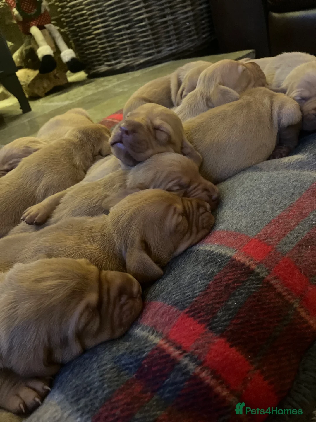 Hungarian Vizsla dogs for sale: 5* HUNGARIAN VIZSLA PUPPIES KC REGISTERED  - Advert 1