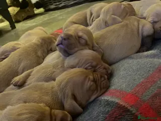 Hungarian Vizsla dogs 5* HUNGARIAN VIZSLA PUPPIES KC REGISTERED - Advert 9