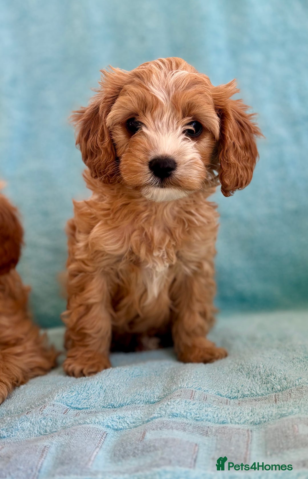 Cavapoo dogs for sale: Beautiful cavapoo puppies  - Image 10