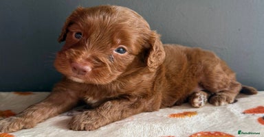 Cockapoo dogs - Advert 6