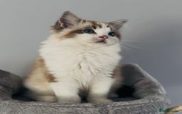 Ragdoll cats for sale: Active Tica Champion blood Ragdoll kittens - Image 3