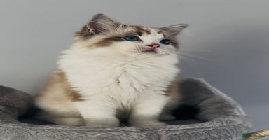 Ragdoll cats - Advert 7