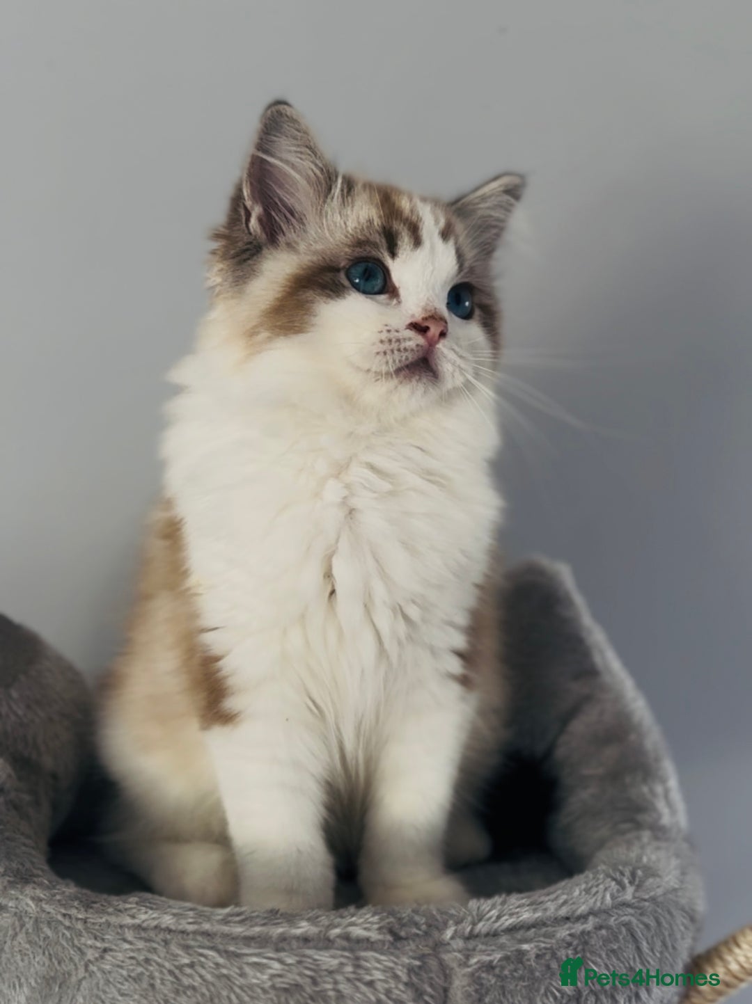 Ragdoll cats for sale: Active Tica Champion blood Ragdoll kittens - Image 3