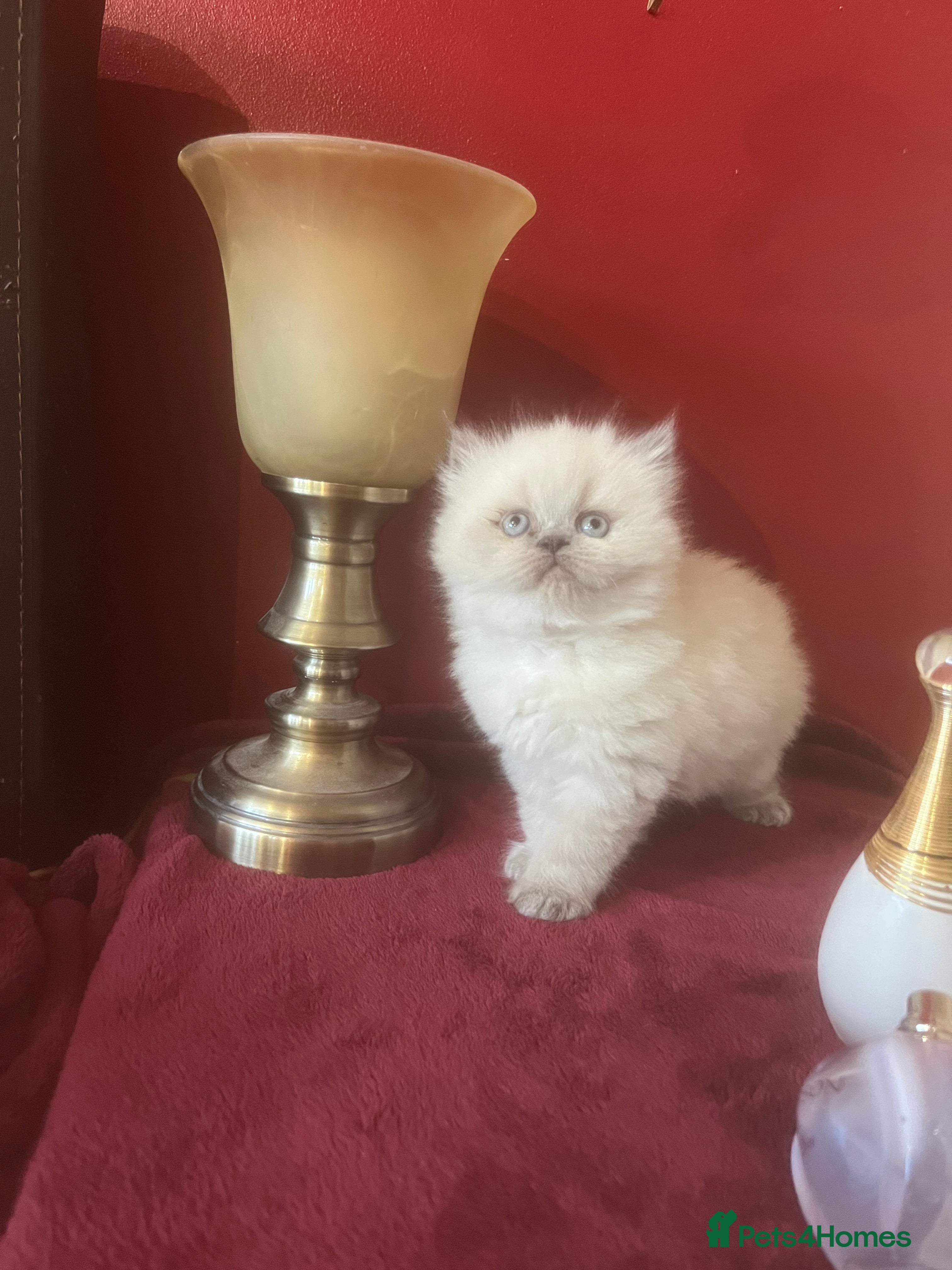 Persian cats 1. ADORABLE LITTLE CUTIE PIE. READY 9TH JAN)  - Advert 10