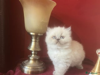 Persian cats 1. ADORABLE LITTLE CUTIE PIE. READY 9TH JAN) - Advert 10