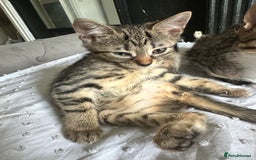 Bengal cats for sale: 5 females bengal cats  - Image 9