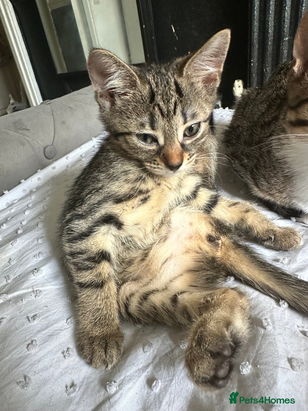 Bengal cats for sale: 5 females bengal cats  - Image 9