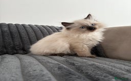 Ragdoll cats for sale: 2 Ragdoll Kittens left 🐾🤍 READY TO LEAVE NOW! - Image 12