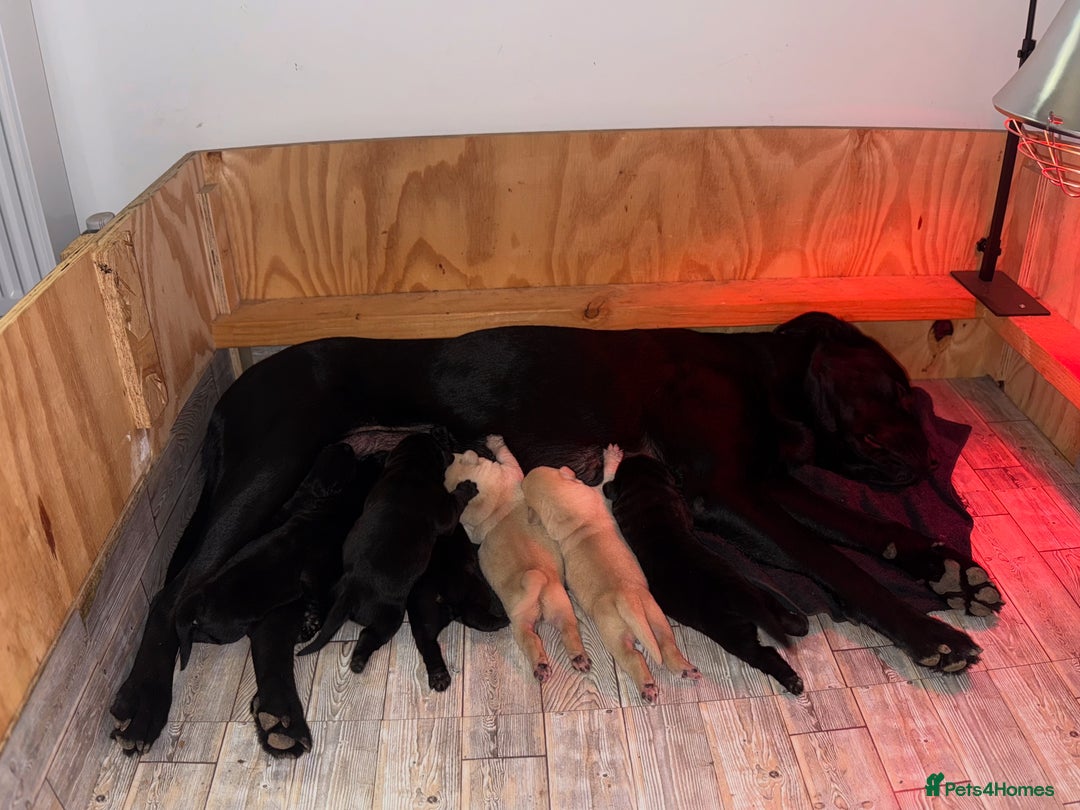 Labrador Retriever dogs for sale: Labrador Puppies available  - Image 9