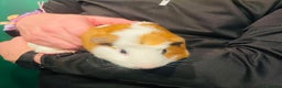 Guinea Pig rodents for sale: 2 x Male Guinea Pigs - Advert 8