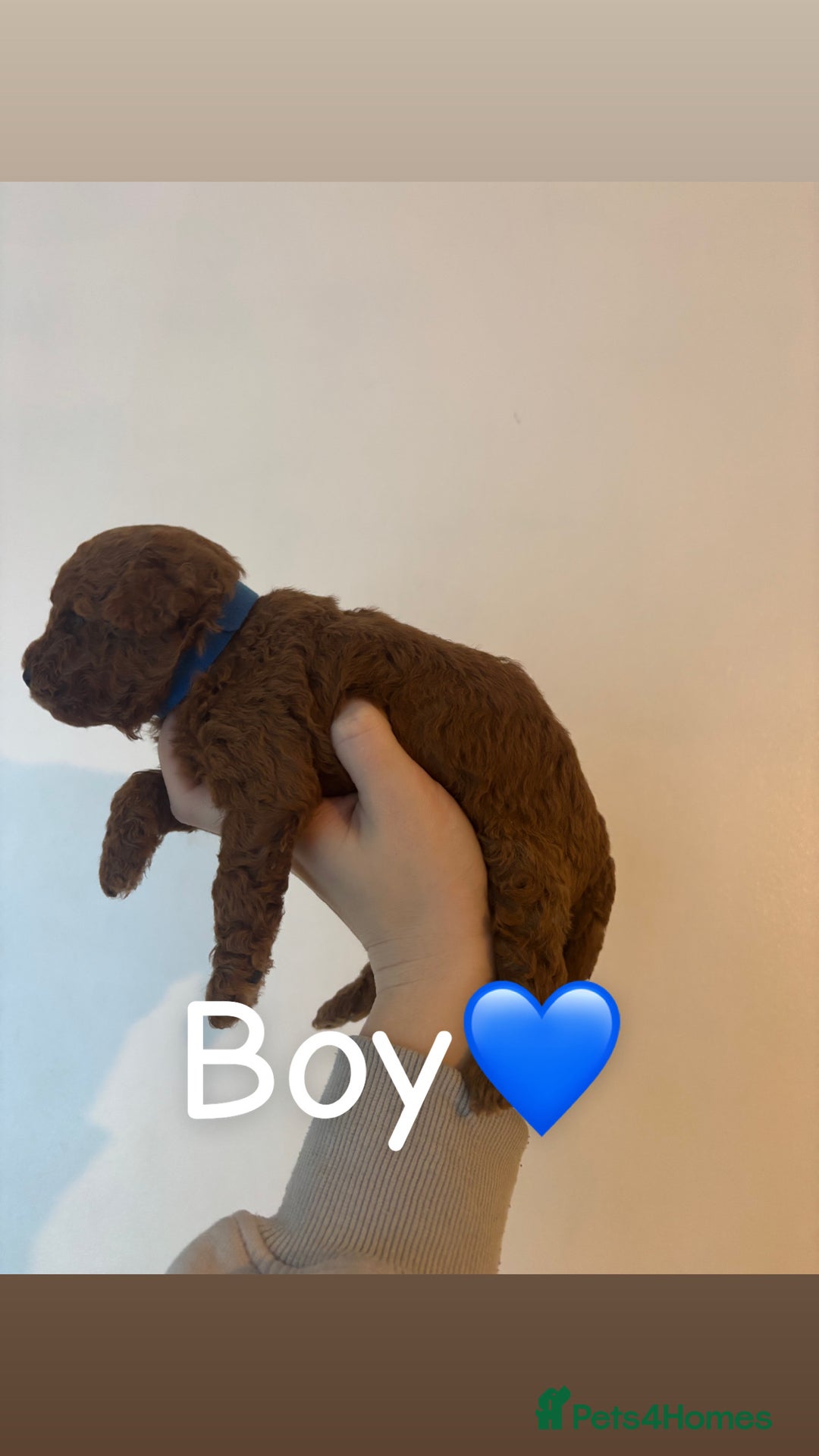 Toy Poodle dogs for sale: Toy Poodle Puppies  - Advert 2