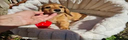 Dachshund dogs for sale: Pra clear,Last 3 beautiful LH Dachshund puppies💗 - Advert 18