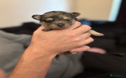 Chihuahua dogs for sale: Chihuahua and Pomchi puppies - Image 14
