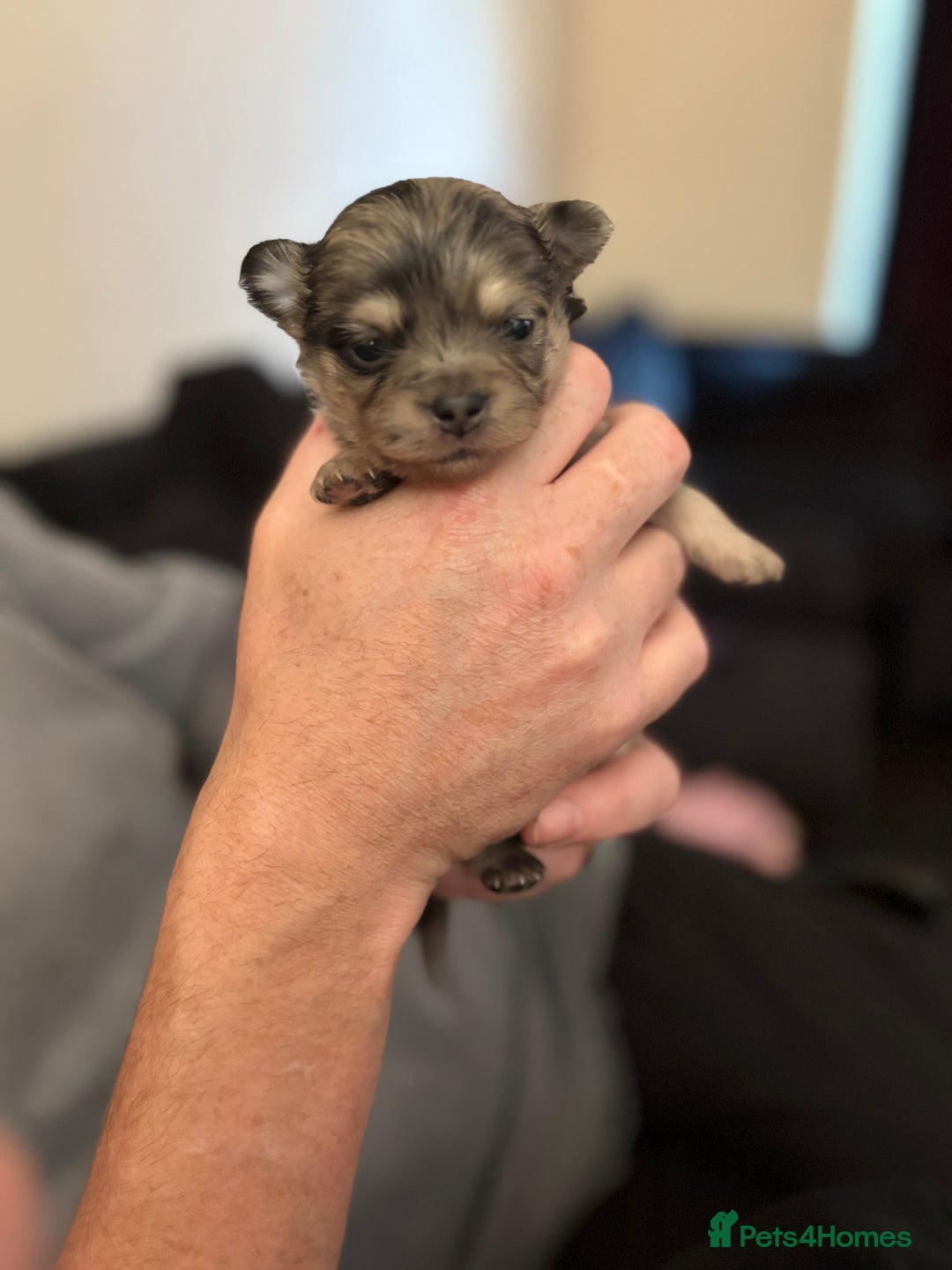 Chihuahua dogs for sale: Chihuahua and Pomchi puppies - Image 14