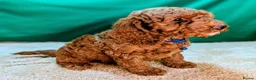 Cockapoo dogs for sale: Beautiful F1B Cockapoos - Advert 3