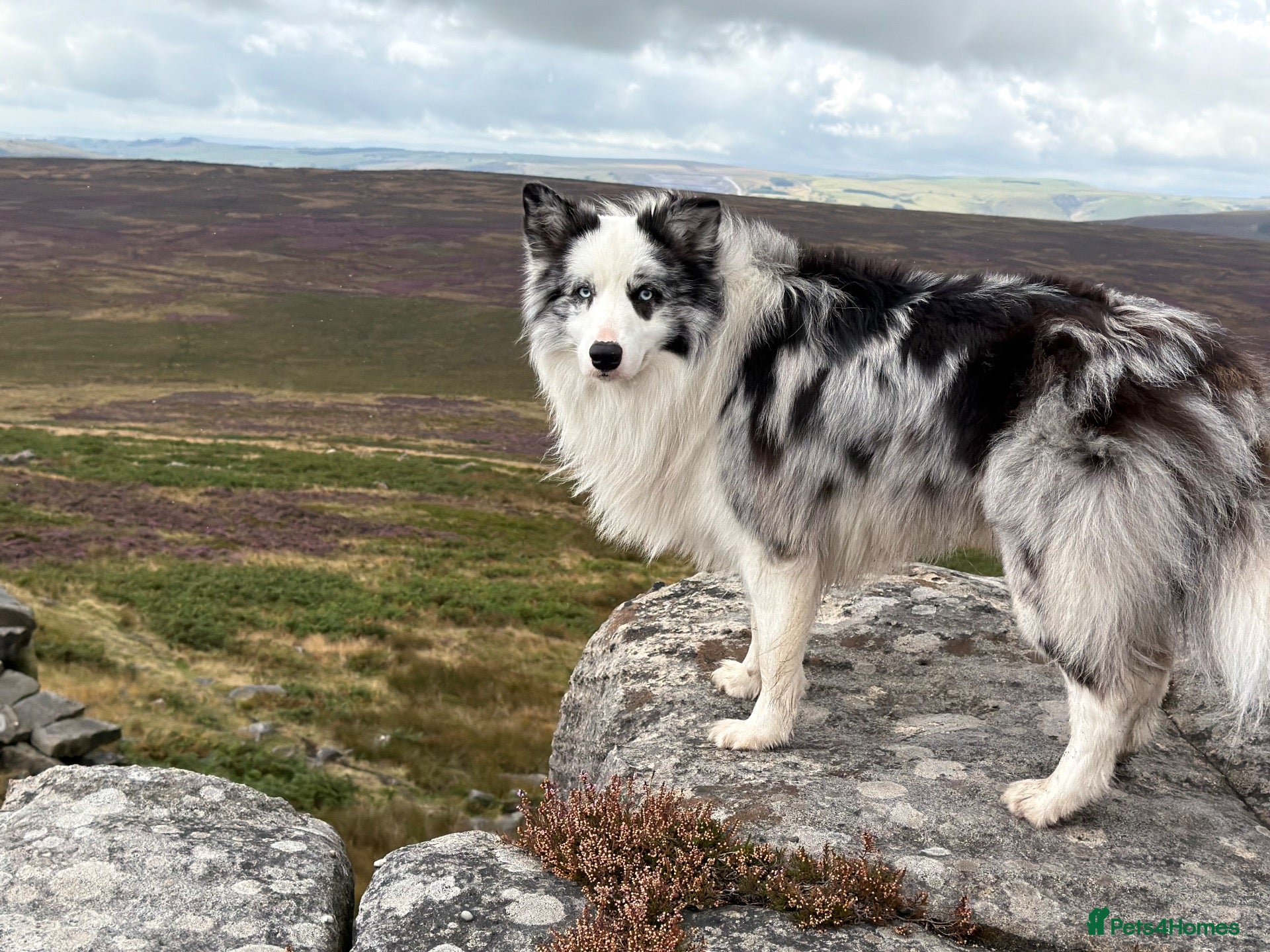 Border Collie dogs **Stud** Merle KC Registered border collie  - Advert 1