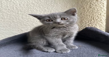 Scottish Fold cats - Advert 3