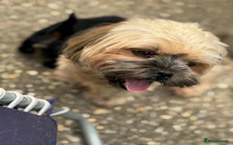 Shih Tzu dogs for sale: Shih Tzu puppies - Image 8