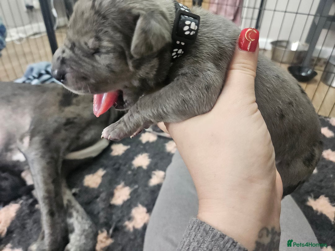 Great Dane dogs for sale: Great dane puppies  - Image 8