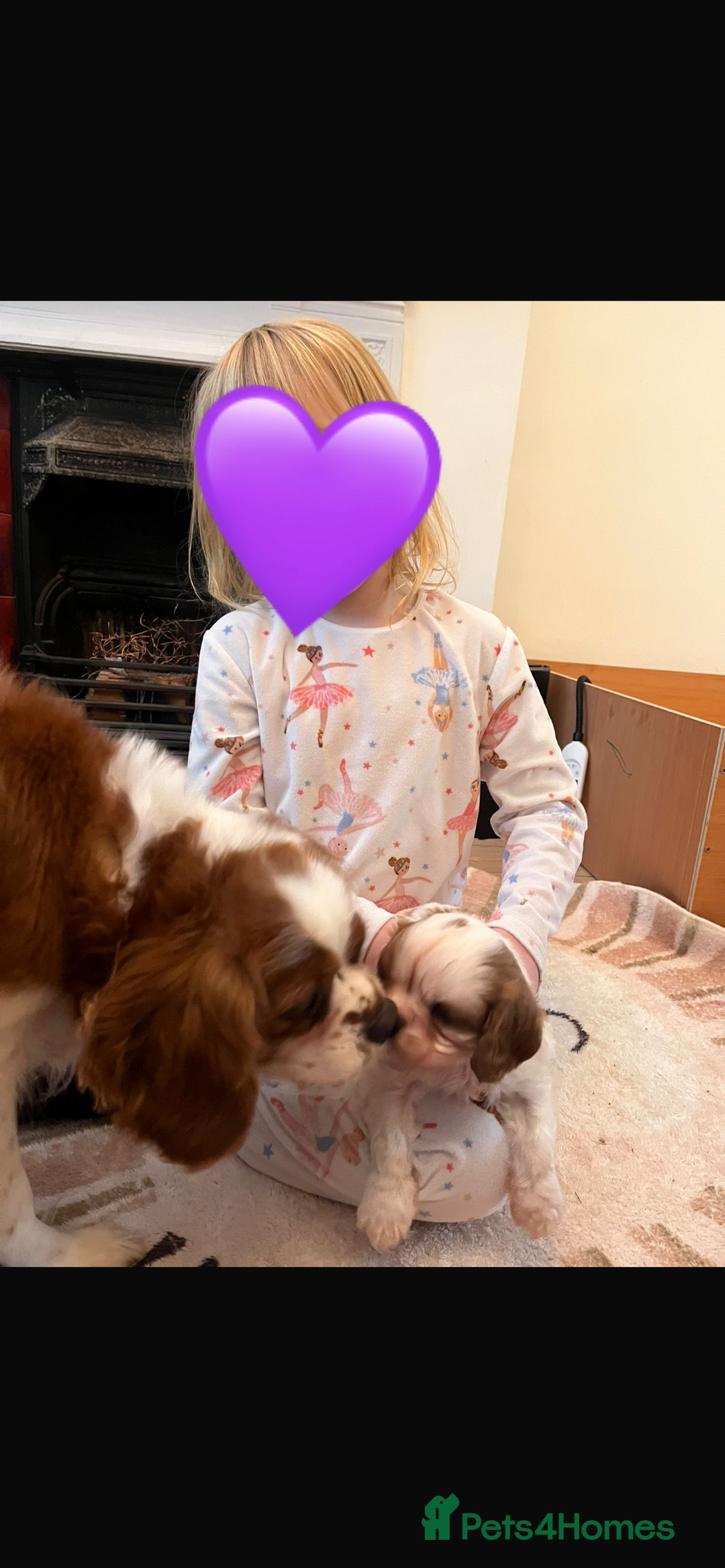 Cavalier King Charles Spaniel dogs for sale: Singleton Blenheim Cavalier Boy – Family Raised - Advert 2