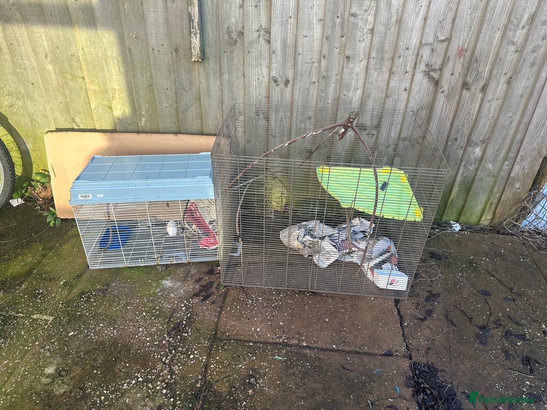 Finches birds for sale: 2 finches And 2 love birds and come with 3 cage - Advert 6