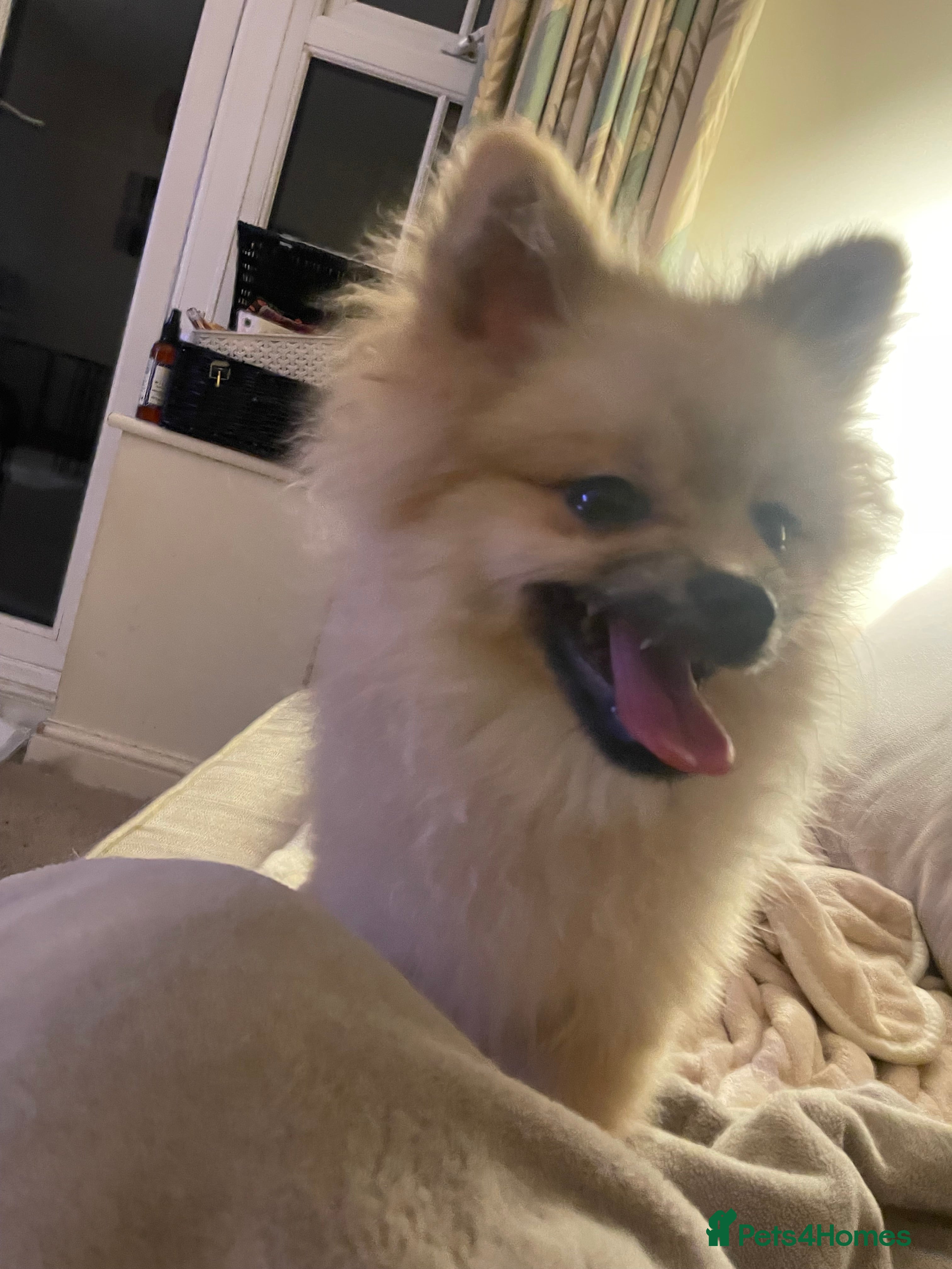 Pomeranian dogs 1 boy left KC reg 5 Generation champion bloodline  - Advert 18