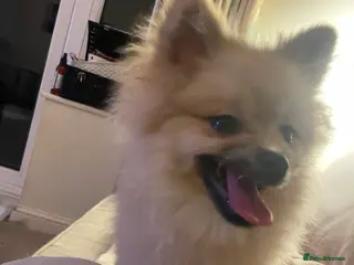 Pomeranian dogs 1 boy left KC reg 5 Generation champion bloodline - Advert 18