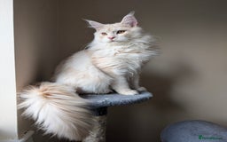 Maine Coon cats for sale: Adult Male Cream Smoke Maine Coon for Sale - Image 1
