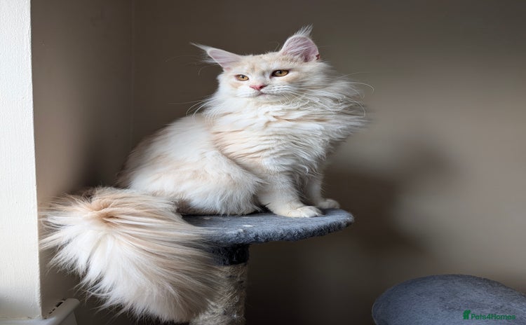 Maine Coon cats - Advert 10