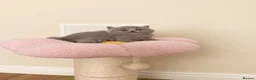 British Shorthair cats for sale: Exceptional Champion🏆 British longhair kitten - Advert 5
