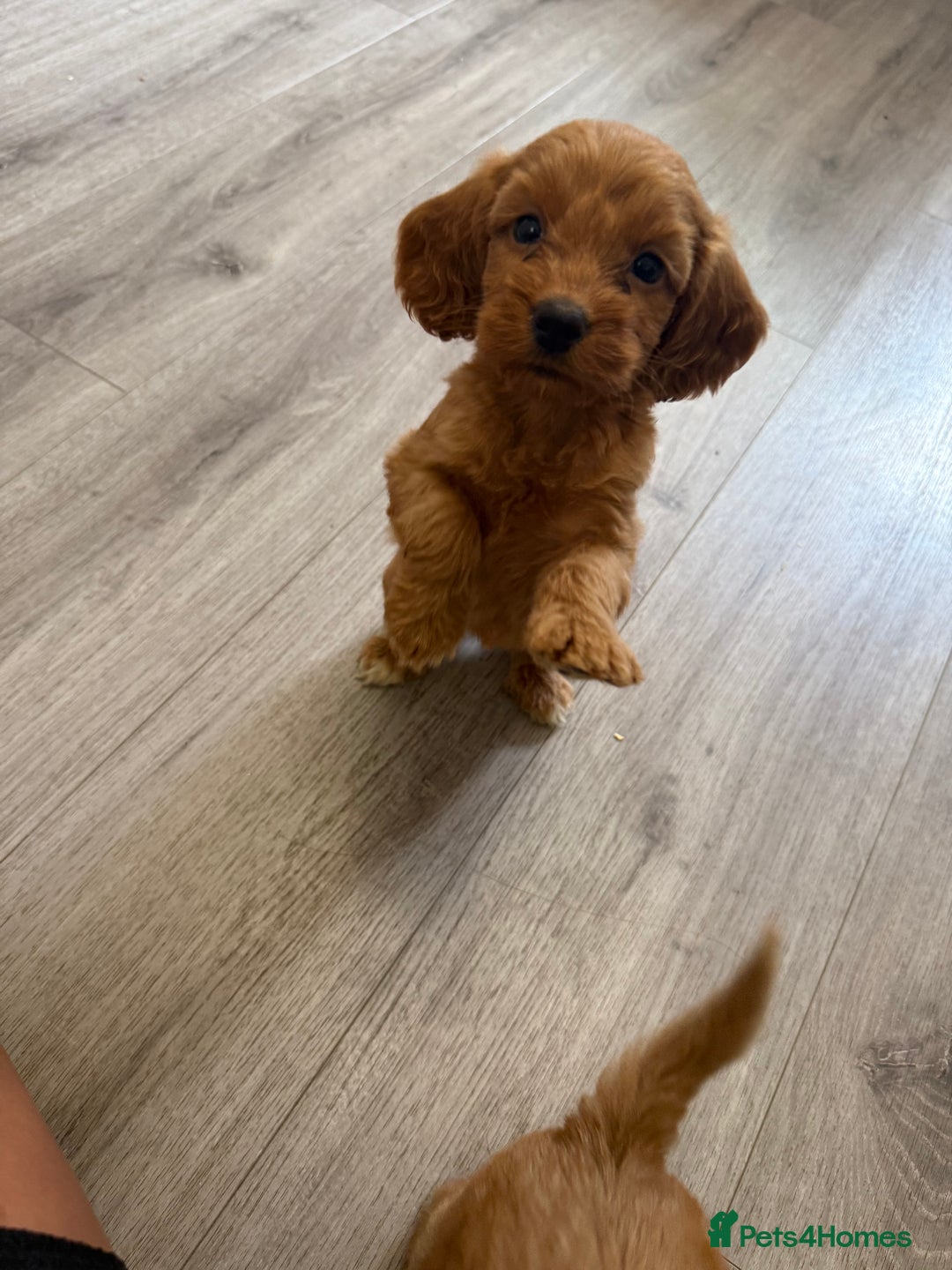 Cockapoo dogs for sale: STUNNING RED F1 COCKAPOO PUPPIES - Image 7