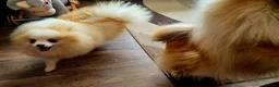 Pomeranian dogs for sale: Superb Pomeranian Girl - Advert 6