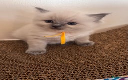 Ragdoll cats for sale: Ragdoll kittens (2 boys and 2 girls)  - Image 25