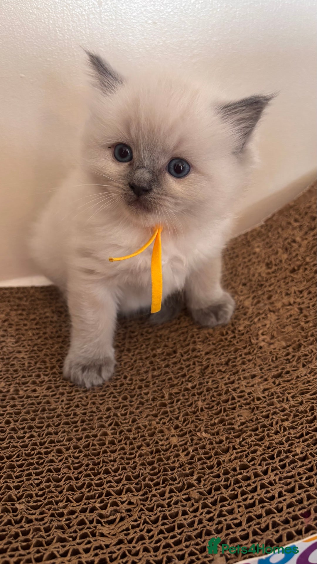 Ragdoll cats for sale: Ragdoll kittens (2 boys and 2 girls)  - Image 25