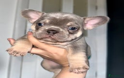 French Bulldog dogs for sale: KC registered French Bulldog puppies. READY 31/8 - Image 21