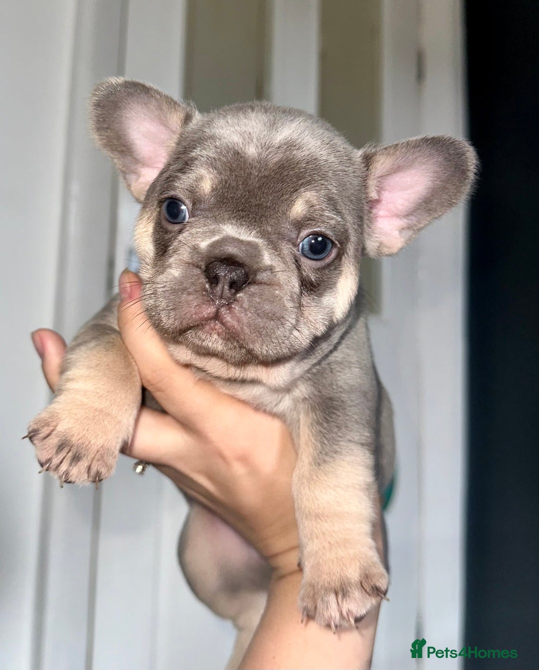French Bulldog dogs for sale: KC registered French Bulldog puppies. READY 31/8 - Image 21