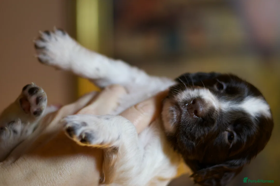 English Springer Spaniel dogs for sale: Stunning English Springer Spaniel Puppies - Advert 5