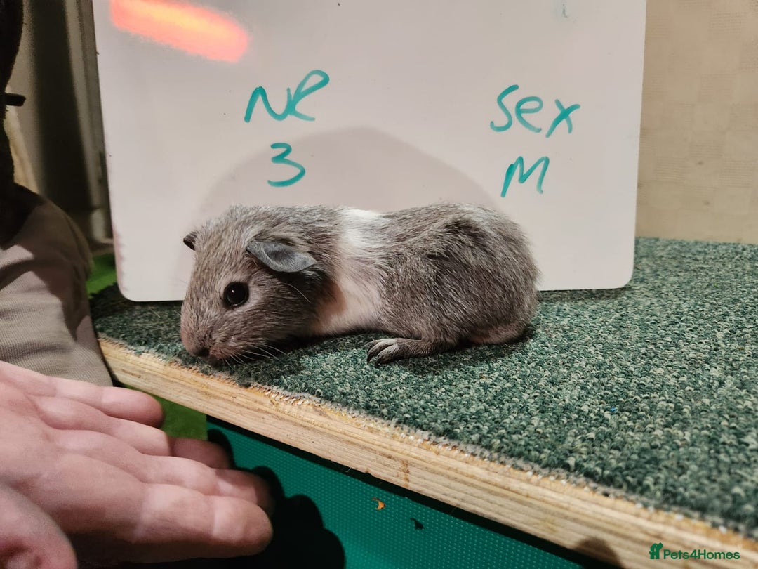 Guinea Pig rodents for sale: Guinea pigs for sale - Advert 7